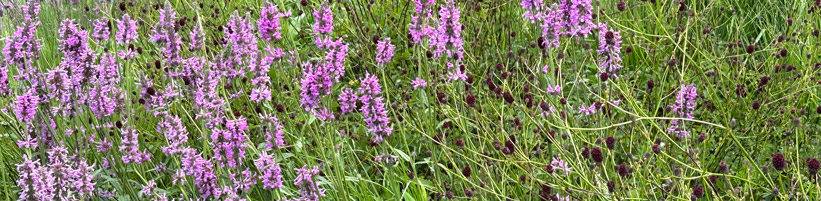 Bild garten.ch: Staudenbeet