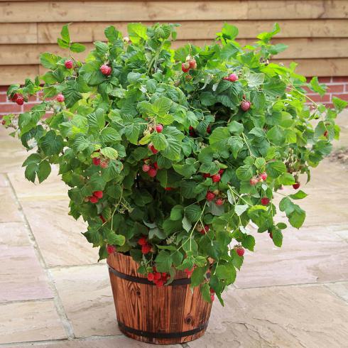 Himbeeren Für Terrassen Und Balkone Zwergsorte Ruby Beauty | Garten.ch