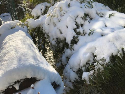 Bild garten.ch: Immergrüne Stauden, Sträucher und Bäume sind besonders gefährdet bei grossen Schneelasten. Den Bambus kann man vorsichtig mit lanngen Stäben vom Schnee berfreien. 