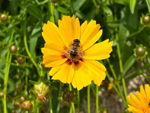 Bild garten.ch: Mit der Pflanzung von Stauden, die von Insekten gerne besucht werden, fördert man die Biodiversität.