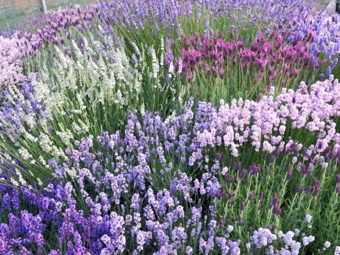 Bild Helix: Lavendel gibt es nicht mehr nur in den  klassisch violetten Farbtönen. Das Spektrum der mediterranen Pflanze erstreckt sich heute von Weiss bis Rosa, von Himmelblau über Dunkelblau bis Lila.