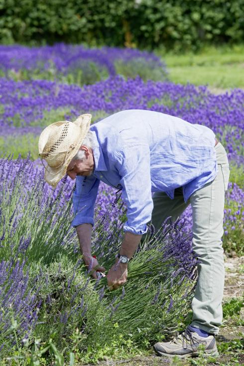 Bild Helix: Für einen kompakten, formschönen Wuchs sollte Lavendel ein- bis zweimal im Jahr zurückgeschnitten werden. Im Sommer, direkt nach der Blüte, ist es ausreichend, die alten Blütenstände zu entfernen. 