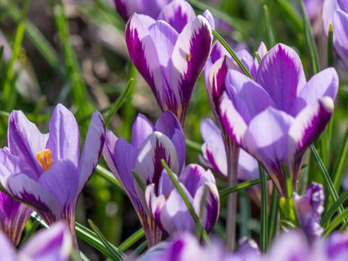 Foto: fluwel.de. - Die beste Pflanzzeit für vieles, was im Garten gedeihen soll, steht in den nächsten Monaten an: der Herbst. Auch die Zwiebeln der Krokusse kommen dann in die Erde. 