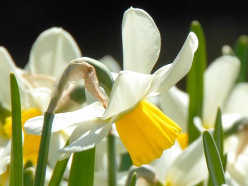 Foto: fluwel.de. - Narzissen sind anspruchslos und stellen keine besonderen Anforderungen an die Bodenqualität. Sie blühen sehr zuverlässig und das über viele Jahre. 