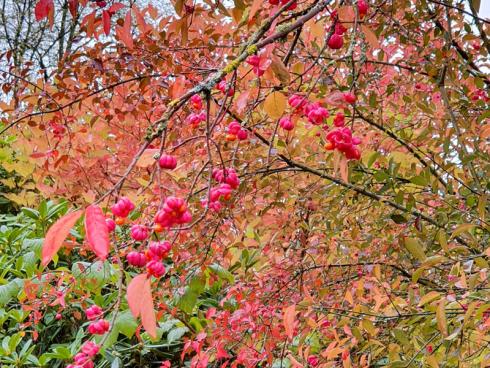 Foto: BGL. - Das Pfaffenhütchen trumpft neben eindrucksvoll gefärbtem Herbstlaub auch mit rosafarbenen extravagant geformten Früchten auf, die für viele Vögel wichtige Nahrung sind.