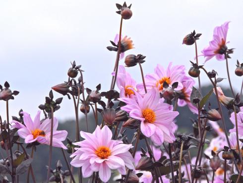 Foto: fluwel.de. - Dahlien sind nicht winterhart und sollten daher nach dem ersten Nachtfrost aus der Erde geholt werden.