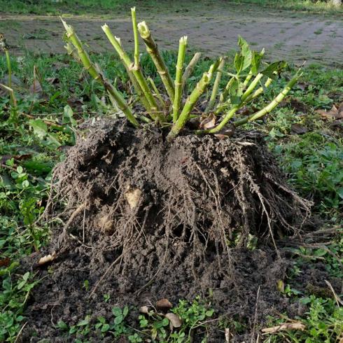 Foto: fluwel.de. - Nach dem Sommer haben die Knollen eine beachtliche Größe erreicht. Zum Bergen empfiehlt sich daher eine Grabegabel, die man mit ausreichend Abstand zu den Stielen ansetzen sollte, um die Knolle nicht zu beschädigen.