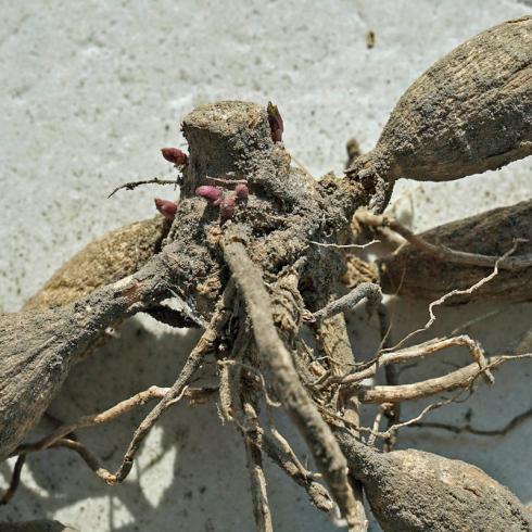 Foto: fluwel.de. - Als Knollengeophyten lagern Dahlien ihre Nährstoffe in ihren Wurzeln ein, die sich im Laufe des Sommers zu länglichen Knollen verdicken. Für den Neuaustrieb bilden sich am Herz der Pflanze zwischen den Stängeln des Vorjahres kleine Knospen. 