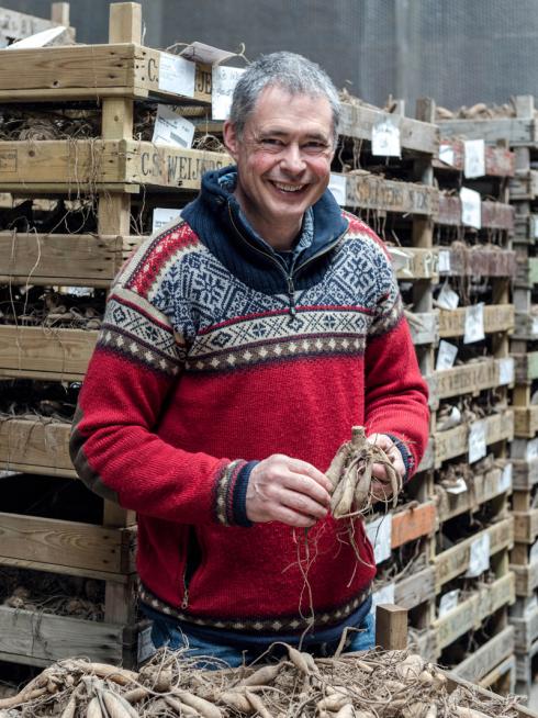 Foto: fluwel.de. - Carlos van der Veek empfiehlt, die Knollen nur grob von Erde zu befreien und dabei auf Wasser zu verzichten. Denn Erde und Sand bilden einen natürlichen Schutz vor Austrocknung.