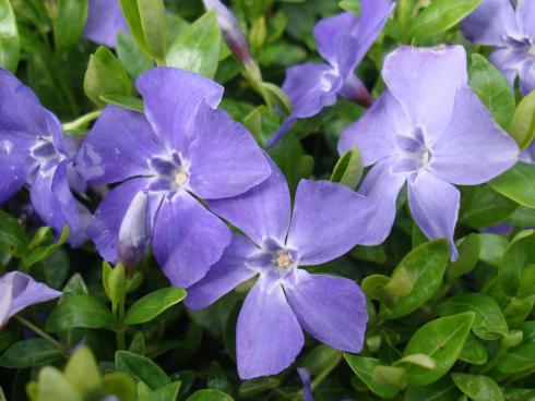 Foto: Helix. - Vinca Blüten haben eine ungewöhnliche Form. Da die fünf Blütenblätter etwas asymmetrisch sind, erinnern sie ein wenig an die Flügel eines Propellers, der sich leicht nach rechts dreht.