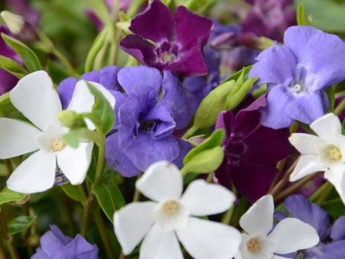 Foto: Helix. - Anders als viele andere Bodendecker zeigen Vinca minor im April bis Mai eine verschwenderisch reiche Blüte. 