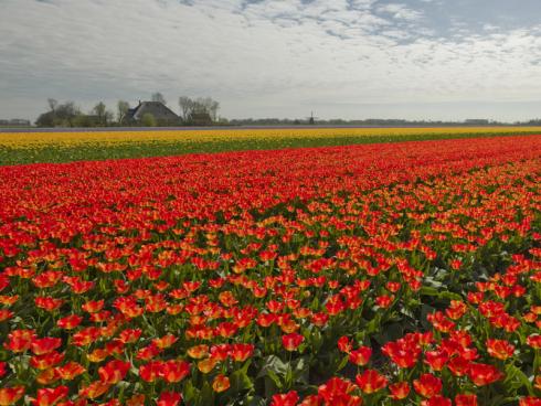 Foto: TPN/ibulb. - Mit 12.000 Hektar verfügt Nordholland, eine der zwölf Provinzen der Niederlande, über das größte zusammenhängende Blumenzwiebelanbaugebiet der Welt. Neben Global Playern gibt es auch Raum für kleine, lokale Unternehmen. 