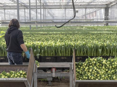 Foto: TPN/GPP. - Die Schnitttulpenproduktion findet ab November fast ausschließlich unter Glas statt. 