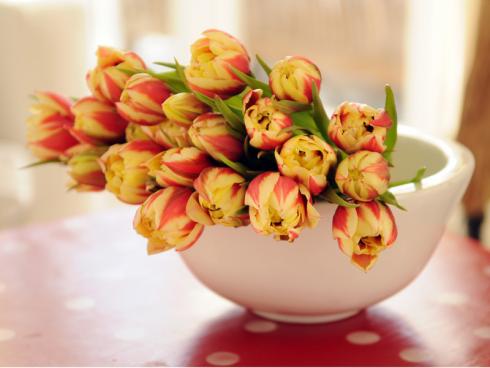 Foto: TPN/ibulb. - Jetzt beginnt wieder die Tulpenzeit. Bis Mitte Mai werden die beliebten Schnittblumen, die für viele die Frühlingsboten schlechthin sind, bei uns im Handel angeboten. 