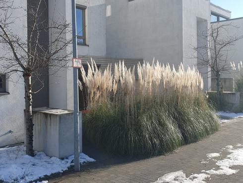 Foto: elegrass. - Selbst jetzt im Winter steht das Pampasgras, Cortaderia selloana, noch aufrecht und macht auch im kleinsten Vorgarten viel her. Hier ist Sichtschutz ein Thema. 