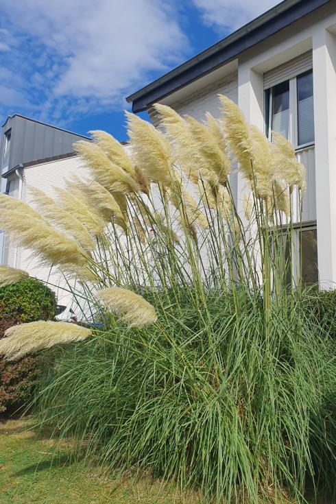 Foto: elegrass. - Ein Riese im Vorgarten. Weit über zwei Meter hoch steht diese Cortaderia im Rasen. Wie aus einer vergangenen Zeit. 