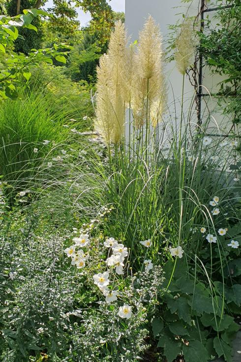 Foto: elegrass. - Gut integriert im Staudengarten kommt diese fedrige Cortaderia fast zierlich daher. Sie steht hier seit Jahren. Ein Irrtum, zu glauben, alle Pampasgräser würden invasiv um sich greifen. 