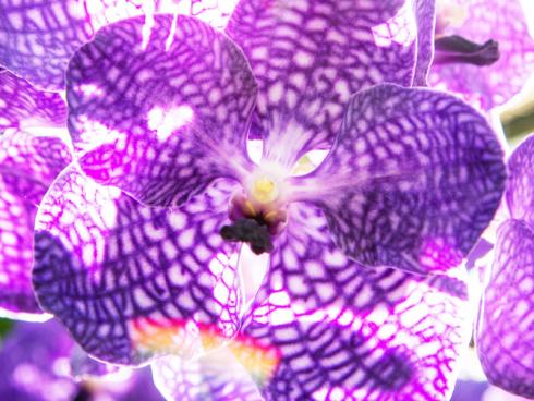 Foto: GPP/orchidsinfo. - Am 14. Februar ist Valentinstag - der Tag der Verliebten ... und der Tag der Blumen. Nichts wird an diesem besonderen Datum häufiger verschenkt. 