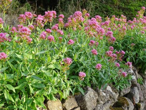  Mehr als Mauerblümchen – Trockenmauern mit Stauden bepflanzenIm Beet wächst die Spornblume (Centranthus ruber) rund 60 cm hoch. Hier neigt sie sich über eine Mauerkrone und zieht sich als Blütenband über die ganze Länge hinweg. Da sie sich versamt, können Sie auch wenige Exemplare pflanzen und beobachten, wie sie sich in und rund um die Mauer selbst aussäen. Spätestens, wenn die Stauden ihre Knospen zwischen Juni und September öffnen, ist der Nachwuchs nicht mehr zu über-sehen. Bildnachweis: GMH/ BdS