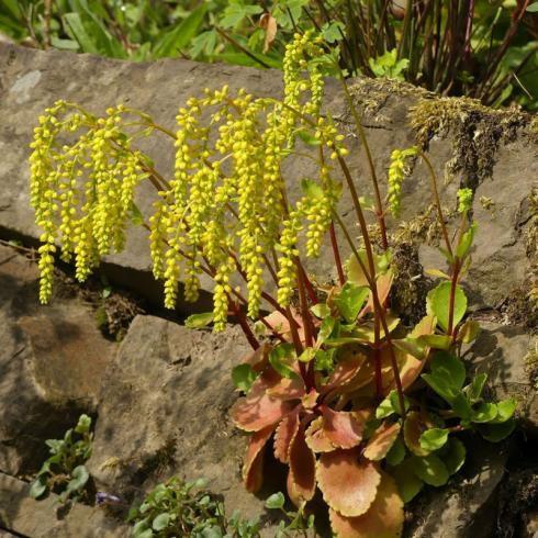 Goldiger Lichtblick: Der deutsche Name Goldtröpfchen macht neugierig und Chiastophyllum oppositifolium gehört zu den Pflanzen mit besonders hohem „Niedlich-keitsfaktor“. Seine hübschen Blütentrauben erscheinen im Juni und Juli. Diese Ministaude gehört zu den wenigen Arten, die sich nachträglich in Spalten von Trockenmauern setzen lässt und gut für schattige oder halbschattige Bereiche eignet. Einmal etabliert, sät sie sich selbst aus und sucht sich auch innerhalb der Mauer neue Plätze. Zum Glück, denn von dieser grazilen Sukkulente kann eine Mauer gar nicht genug haben. Bildnachweis: BdS/ Frank Schroeder