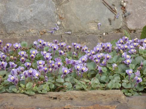 Von oben herab: Dieses Foto zeigt eine ungewöhnliche Perspektive. Das Zimbelkraut (Cymbalaria pallida) macht aus allen Blickwinkeln eine gute Figur. Auch wenn man wie hier von der Mauerkrone aus nach unten sieht. Da es über Ausläufer seinen Weg in die Ritzen findet, reichen für den Anfang einige Pflanzen auf die Mauerkrone. Danach können Sie abwarten und beobachten, wie es die Spalten und Ritzen wie von selbst erobert und zwischen Juni und September aufblüht. Bildnachweis: BdS/Frank Schroeder