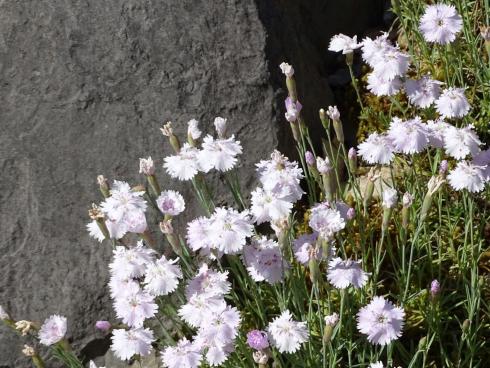 Die Krone aufsetzen: Die Sand-Nelke (Dianthus arenarius) verrät mit ihrem Namen, dass sie sandige und durchlässige Böden braucht. Sie wächst zwar nicht in den Ritzen, gedeiht dafür aber sehr gut auf Mauerkronen und in Steingärten. Die heimische Wildstaude bietet zur Blüte zwischen Juli und September nicht nur diesen reizenden Anblick, sondern ernährt auch Wildbienen und andere Insekten. Bildnachweis: BdS/Bettina Banse