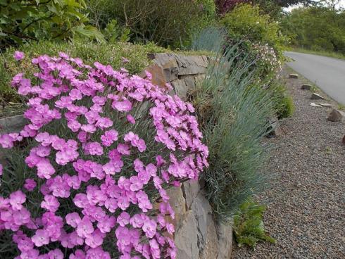 Polster in Pink: Zur Blütezeit im Mai und Juni wird die Pfingst-Nelke (Dianthus gratianopolitanus) zum Hingucker und lässt ihre Blütenschärpen herabhängen. Auch vor und nach dem Flor bleibt die dank ihrer silbrig schimmernden Blätter und Triebe sehenswert. In und auf sonnigen Mauern kann sie im Laufe der Jahre stattliche und wintergrüne Polster bilden. Bildnachweis: Frank Schroeder