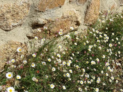 Strahlende Sternchen: Das Spanische Gänseblümchen (Erigeron karvinskianus) gehört zwar zu den kurzlebigen Stauden, versamt sich aber zwischen Steinen und in Spalten von Mauern oder Treppen und wird auf diese Weise zum Dauergast. Wie fabelhaft der Zufall gärtnern kann, beweist dieses Foto: Zwar ist diese Mauer verfugt, doch an ihrem Fuß konnte das Spanische Gänseblümchen Wurzeln schlagen. Hierzulande noch vergleichsweise selten verwendet, hat das Gewächs in Großbritannien bereits eine lange gärtnerische Verwendungsgeschichte. Es tupft seine Blütenwölkchen in den berühmtesten Gärten der Insel von Juni bis Oktober zwischen Steine und Stufen. Bildnachweis: Bettina Banse