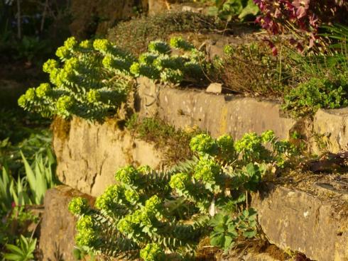 Unbedingt nachmachen: Der deutsche Name Walzen-Wolfsmilch (Euphorbia myrsinites) klingt eher bedrohlich als bezaubernd. Davon sollte sich aber niemand abschrecken lassen, denn diese nur 15 bis 25 cm große Pflanze gehört zu den attraktivsten Stauden für Trockenmauern und kommt im oberen Teil oder auf der Mauerkrone am besten zur Geltung. Von dort grüßt sie mit ihren skurril geformten Trieben nach unten. (Bildnachweis: Frank Schroeder)