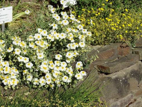 Sonnenanbeterin: Ganz oben, also auf der Mauerkrone ist das Sonnenröschen (Helianthemum x cultorum) gut aufgehoben und bildet große Blütenpolster, die über einen Teil der Steine hängen. Die Sorte ‘Eisbär’ blüht in Weiß, andere Züchtungen hüllen sich in Rosa, Orange oder Rot. Die Wildart (Helianthemum nummularium) leuchtet in kräftigem Gelb und gedeiht ebenfalls auf Mauerkronen. Sie bildet etwas kleinere Blüten, die sich wie bei den Gartensorten zwischen Mai und Juli zeigen. (Bildnachweis: Bettina Banse)