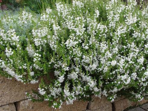 Geschmackvolles Blütenpolster: Bohnenkraut hat nicht nur in der Küche einen Stammplatz verdient. Dieses voll aufgeblühte Exemplar beweist, dass es auch im Garten eine gute Figur macht. Hier wurde ein mehrjähriges Bohnenkraut (Satureja alternipilosa) auf eine Mauerkrone gepflanzt. Kriechende Formen machen sich besonders gut auf Trockenmauern und lassen ihre Blütenschärpen über die Steine hängen. Als Würzkraut lässt sich das mehrjährige Bohnenkraut übrigens ebenso verwenden wie das einjährige. (Bildnachweis: Bettina Banse)