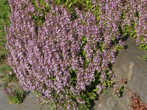 Er macht seinen Weg: Echter Gamander (Teucrium chamaedrys) gehört zu jenen Stauden, die sich auf nahezu magische Weise vermehren. Wenn wie hier nicht nur auf der Krone, sondern aus Mauerspalten und einer Fuge des angrenzenden Pflasters ebenfalls Echter Gamander sprießt, hat das nichts mit Zauberei zu tun. Die Wildstaude ist vielmehr in der Lage, mit ihren Ausläufern unter Platten und hinter Steinen zu kriechen, bis sie wieder einen Weg zum Licht findet und zwischen Juni und August au-blüht. Freuen Sie sich ruhig über diese Ausbreitungsstrategie, die der Mauer gut steht und sie sogar stabilisiert. (Bildnachweis: Bettina Banse)