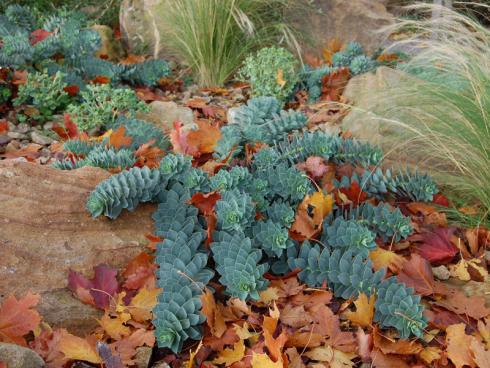 Die Form und die blaugrüne Farbe der Triebe macht die Walzen-Wolfsmilch (Euphorbia myrsinites) zu einem Hingucker. In diesem Fall kommt sie in Kontrast zum warmen Braunton des Herbstlaubs besonders gut zur Geltung. Ein nach Süden orientierter Standort kommt ihr entgegen. Da sie sich versamt, sucht sie sich ihren Platz im Garten an geeigneten Standorten selbst. Oft genügt der wintergrünen Staude eine kleine Spalte zwischen Steinen zum Wachsen. (Bildnachweis: Bettina Banse)