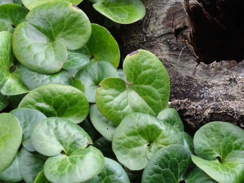 Glänzend aufgelegt: Heimische Haselwurz (Asarum europaeum) wächst besonders in Laubwäldern auf Kalkuntergrund und gedeiht auch im Garten, wenn die Bedingungen dem Naturstandort ähneln. Konkret heißt das: ein schattiger bis halbschattiger Platz und frischer, humusreicher Boden. Dann bilden die glänzenden, nierenförmigen Blätter der nur 10 bis 15 cm hohen Wildstaude im Laufe der Zeit einen ganzjährig attraktiven, bodendeckenden Teppich. (Bildnachweis: Bettina Banse)