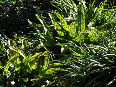 Streifenlook: Der Hirschzungenfarn (Asplenium scolopendrium) hat ungewöhnlich glattrandige Wedel. Ab dem Spätsommer bilden sich auf der Unterseite streifenförmig angeordnete Sporenlager, die – von der schräg stehenden Wintersonne gestreift – zum Blickfang werden. Er wächst am Naturstandort in kalkhaltigen Böden und kann die Ritzen und Spalten von Trockenmauern nach dem Zufallsprinzip begrünen. Im Beet wie an Mauern wichtig ist ein halbschattiger bis schattiger und leicht feuchter Standort. (Bildnachweis: Bettina Banse)