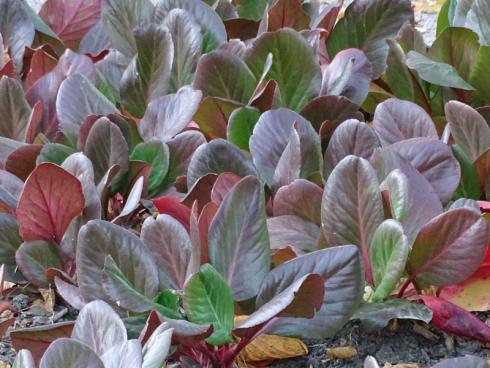 Verdientes Comeback: Zwischenzeitlich aus der Mode gekommen, ist die Bergenie (Bergenia cordifolia) wieder da. Mit ihren großen Blättern bedeckt sie den Boden und ist flexibel einsetzbar: Sie überzeugt auf frischen und mäßig trockenen Böden zwischen Sonne und lichtem Gehölzrand. Je nach Sorte färbt sich das Laub bei Kälte rötlich. Schneeglöckchen bilden mit ihren weißen Blüten als Pflanzpartner einen schönen Kontrast zu dieser wintergrünen Staude. Im April und Mai schmückt sie sich selbst – dann sind ihre auf rund 30 cm hohen Stielen sitzenden rosafarbenen oder weißen Blüten nicht zu übersehen. (Bildnachweis: Bettina Banse)