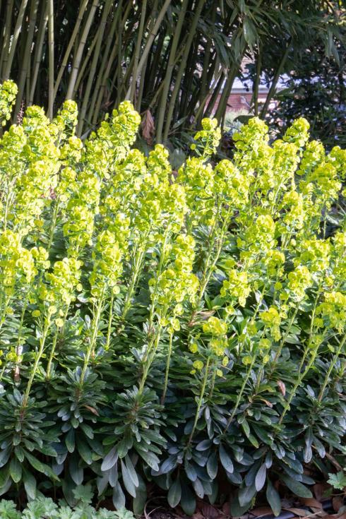 Für Waldgärten: Die Balkan-Wolfsmilch (Euphorbia amygdaloides subsp. robbiae) verträgt phasenweise Trockenheit und braucht anders als viele andere Wolfsmilch-Arten keinen vollsonnigen Standort. Sie ist im lichten Schatten und am Rand von Gehölzen gut aufgehoben. Ihre wintergrünen und dunklen Blätter lassen das frische Grün der Blüten besonders gut zur Geltung kommen. Der sehenswerte Kontrast der beiden Grüntöne lässt sich ab April bewundern. (Bildnachweis: Andre Stade)