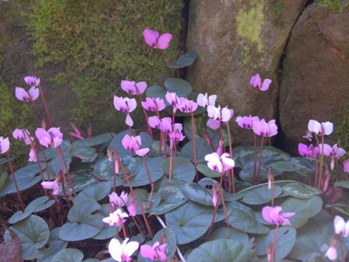 Mehr davon: Spätestens, wenn das Frühlings-Alpenveilchen (Cyclamen coum) im Februar und März aufblüht, lenkt es den Blick auf sich. Am größten ist die Fernwirkung, wenn es wie hier in großen Stückzahlen wächst. Dezenter in der Wirkung und ebenfalls attraktiv ist das wintergrüne Laub. Genaues Hinsehen lohnt sich, denn die nierenförmigen Blätter können unterschiedlich gefärbt und gemustert sein. An einem halbschattigen bis sonnigen Standort in durchlässigem und lehmighumosem Boden verbreitet sie sich mit freundlicher Unterstützung von Ameisen: Sie verteilen den Samen und sorgen dafür, dass diese kleine Blattschmuckstaude nicht zu übersehende Bestände bildet. (Bildnachweis: Bettina Banse)