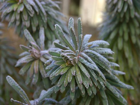 Sonnenanbeterin: Diese von Raureif überzuckerte Mittelmeer-Wolfsmilch (Euphorbia characias) beweist, dass sie den Garten auch in der kalten Jahreszeit bereichert. Ab April bildet die für wintermilde Regionen geeignete Staude limonengrüne Blütenstände, die bis zu 120 cm hoch ragen. Sie braucht einen voll- bis absonnigen und mageren Standort mit gutem Wasserabzug und verträgt Trockenheit sehr gut. Die auf winterfeuchten Böden eher kurzlebige Staude versamt sich selbst und kann sich auf diese Weise im Garten etablieren. (Bildnachweis: Bettina Banse)