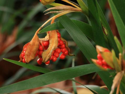 Dreifach schön: Neben ihren wintergrünen, spitzen Blättern überrascht die Korallen-Iris (Iris foetidissima) im Herbst mit auffälligen Früchten. Dabei sind die Samen nicht nur hübsch, sondern sorgen dafür, dass sich die im Mittelmeerraum heimische Staude selbst aussät. Ihre Blüten öffnet diese Art meist im Juni und kombiniert darin Pastell-gelb mit einem dunklen Violett. Da sie auch im Schatten und Halbschatten wächst, gedeiht sie gut am Gehölzrand und braucht dort in milden Regionen keinen Winterschutz. (Bildnachweis: Sven Nürnberger)