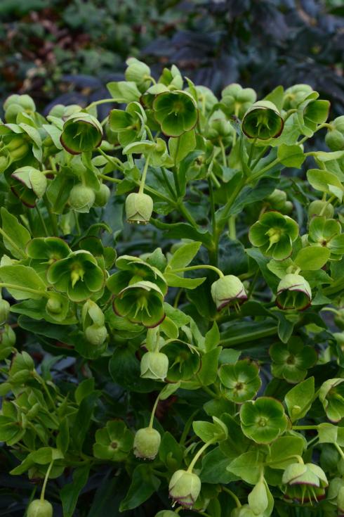 Ton in Ton: Grün sind bei der Stinkenden Nieswurz (Helleborus foetidus) nicht nur die Blätter, sondern auch die Blüten, die schon ab Februar erscheinen und rot gerandet sind. Von ihrem wenig schmeichelhaften deutschen Namen sollte sich niemand abschrecken lassen: Sie verströmt keinen Duft oder gar Gestank und ist wegen ihrer frühen Blüte für Insekten wertvoll. Die zuweilen auch in lichten und eher trockenen Laubwäldern wachsende Wildstaude wächst gut am Gehölzrand und in Beeten, die zeitweise von Gebäuden beschattet werden. Dass sie eher kurzlebig ist, merkt man in der Regel nicht, da sie sich an geeigneten Standorten selbst aussät und auf diese Weise vermehrt. (Bildnachweis: Sven Nürnberger)