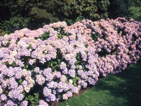 Blütenhecken machen einen Garten bunt und lebendig – wie diese Hecke aus Bauernhor-tensien (Hydrangea macrophylla). Wer es abwechslungsreich mag, kann auch mehrere Sträucher kombinieren. Bildnachweis: GMH/GBV