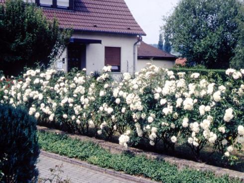 Auch einige Rosenarten, wie hier die Strauchrose ‚Schneewittchen‘ ®, eignen sich sehr schön zur Anpflanzung als blühende Hecke. Bildnachweis: GMH/GBV