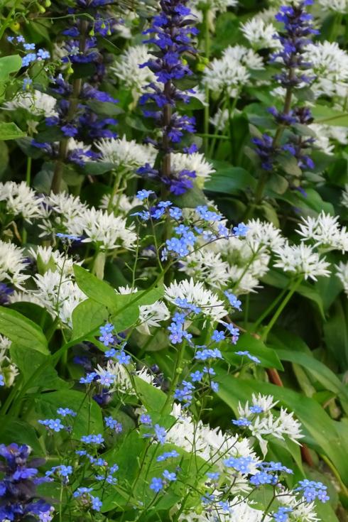 Frühes Blütentrio: Die freundliche Begleitung von weiß blühendem Bärlauch (Allium ursinum) und lilafar-benem Günsel (Ajuga reptans) steht dem Himmelblau des Kaukasusvergissmeinnichts (Brunnera macrophylla) ausgezeichnet. Im Mai laufen die drei zu Hochform auf. Der Bärlauch wird nach der Blüte vergilben und einziehen. Macht nichts – die großen, herz-förmigen Brunnera-Blätter werden sich wie eine grüne Decke darüber legen und den Boden bis zum Herbst bedecken. (Bildnachweis: Bettina Banse)