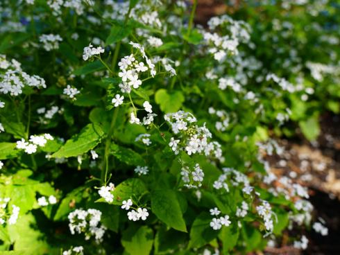 Begehrter Dauerblüher: Blüten in Reinweiß gefällig? Auch diesen eleganten Ton bie-tet Brunnera macrophylla, sofern Sie die Sorte ‘Betty Bowring’ pflanzen. Das Weiße Kaukasusvergissmeinnicht legt seinen Blütenschleier ab April über halbschattige und schattige Beete. Der harmonische, frischgrüne Hintergrund der Blätter lässt die weißen Blüten besonders gut zur Geltung kommen. (Bildnachweis: Bettina Banse)