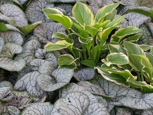 Traumpaar: Man nehme zwei Blattschmuckstauden und bekomme ein umwerfend schönes Bild aus Blättern. Wenn Kaukasusvergissmeinnicht (Brunnera macrophylla) und Funkie (Hosta) kombiniert werden, entsteht ein Teppich, der den Boden auf wunderbare Weise bedeckt. Das silbrige Laub der Sorte ‘Silver Heart’ wirkt wie eine Leinwand für das cremefarben gerandete Blattwerk der Funkie. (Bildnachweis: Bettina Banse)