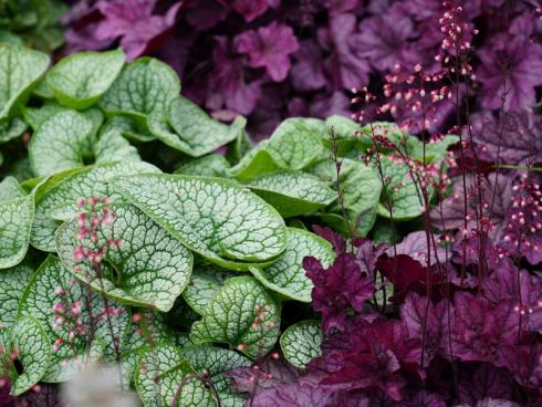 Bordeaux trifft Brunnera: Egal, für welches Kaukasusvergissmeinnicht (Brunnera macrophylla) Sie sich entscheiden – kombiniert mit weinrot belaubtem Purpurglöckchen (Heuchera) entsteht immer ein starker Kontrast und Blickfang im Beet. Diese Partnerschaft bietet zudem den Vorteil, dass auf die frühe Blüte der Brunnera im Sommer eine spätere der Heuchera folgt. (Bildnachweis: Bettina Banse)