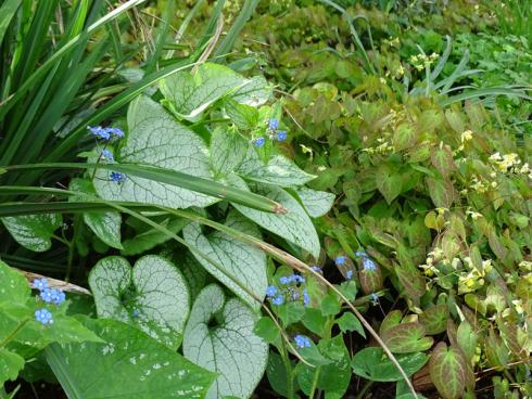 Schöne Schattenseiten: Gut, dass Elfenblumen (Epimedium) an halbschattigen bis schattigen Standorten gedeihen und sich mit Kaukasusvergissmeinnicht kombinieren lassen. Hier begleiten die pastellgelben Blüten der Sorte ‘Sulphureum’ den himmelblauen Flor von Brunnera macrophylla. Das silbrig schimmernde Laub der Staude des Jahres sorgt hier für belebende Lichtreflexe. (Bildnachweis: Bettina Banse)