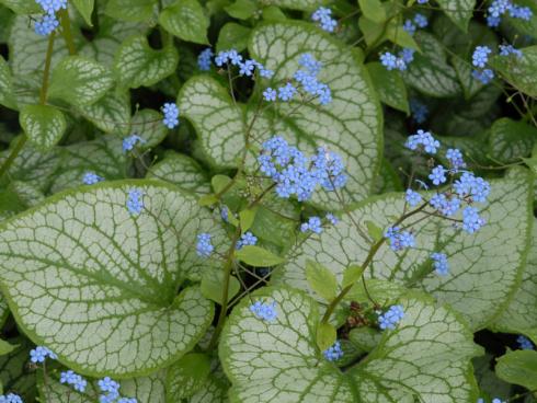 Promi mit Prädikat: Das silberweiß gezeichnete Kaukasusvergissmeinnicht ‘Jack Frost’ hat die Staudensichtung als „ausgezeichnete Sorte“ abgeschlossen und gehört damit zu den besonders vitalen Vertretern von Brunnera macrophylla. Neben ihrer Gesundheit hat sie sich die Bestnote auch mit ihrer Schönheit verdient: Die himmelblauen Blüten öffnen sich ab April und kommen vor dem Hintergrund der Blätter bestens zur Geltung. Bildnachweis: GMH/Bettina Banse