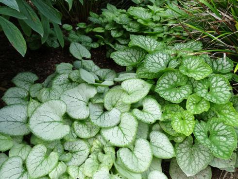 Ein Herz und eine Seele: Gleich und gleich gesellt sich gern und kann doch so verschieden aussehen. Das Kaukasusvergissmeinnicht (Brunnera macrophylla) bietet innerhalb der Art viele unterschiedliche Blattmusterungen. Es lohnt sich, diese Kontraste zu nutzen und verschiedene Varianten im Beet zu kombinieren. Beim Kauf in einer gut sortierten Staudengärtnerei können Sie diverse Sorten anschauen und auswählen. (Bildnachweis: Bettina Banse)